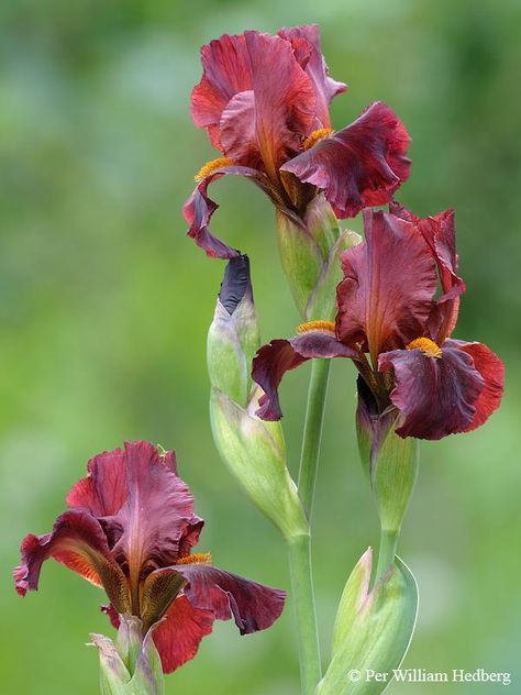 Red Iris, Bearded Iris, Iris Flowers, Irises, Freelance Illustrator, Flower Drawing, Art Classes, Lily, Pastel