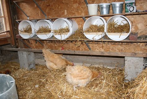 chicken nesting buckets Bucket Nesting Boxes, Chicken Nest Boxes, Chicken Nest, Nest Boxes, Chicken Pen, Chicken Coup, Chicken Nesting Boxes, Keeping Chickens, Building A Chicken Coop