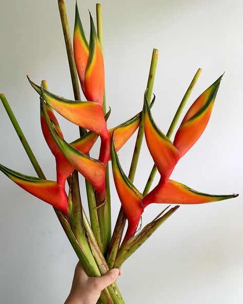 Tropical Flowers Aesthetic, Heliconia Bouquet, Tropical Flowers Bouquet, Heliconia Flower, Tropical Bouquet, Tropical Flower Arrangements, Dramatic Style, Flower Therapy, Flower Names