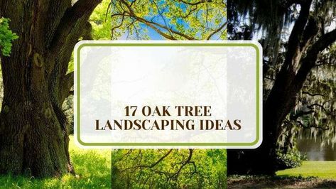 Enhance your backyard with these creative oak tree landscaping ideas. Discover techniques to improve the aesthetic appeal of your outdoor space, utilizing the natural beauty and strength of oak trees. Perfect for creating a lively and inviting environment, these ideas will help transform your garden into a stunning landscape. Base Of Tree Landscaping, Oak Tree Landscaping, Tree Landscaping Ideas, Oak Trees Landscaping, Tree Landscaping, White Oak Tree, Floating Garden, Live Oak Trees, Beautiful Trees