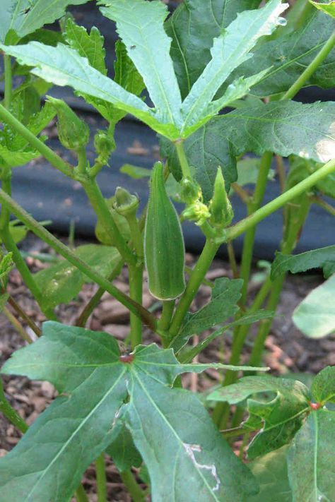 How to Grow Okra - The Complete Guide Okra Seedlings How To Grow, Okra Garden, Okra Growing, Grow Okra, Growing Okra, Okra Plant, Okra Seeds, Growing Vegetables In Pots, When To Plant