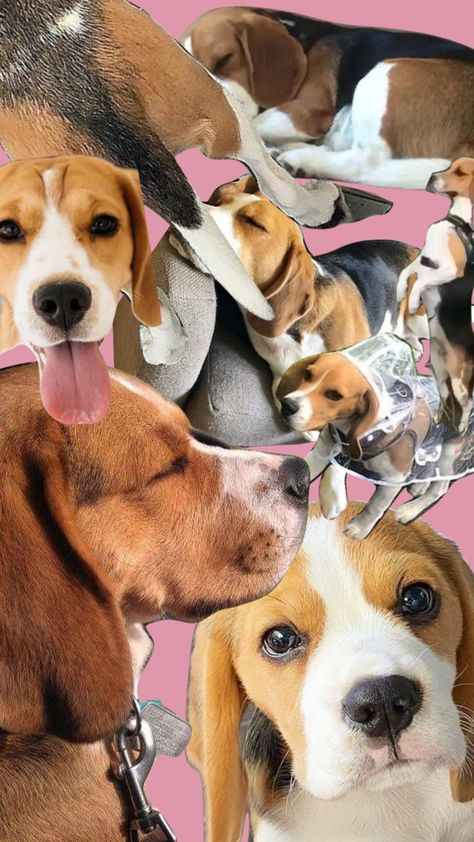 I love beagles and my beagle #beagle #puppy Beagle Wallpaper, Beagle Puppy, Dog Wallpaper, Beagle Dog, Collage Design, My Melody, Frozen, Hello Kitty, Puppies