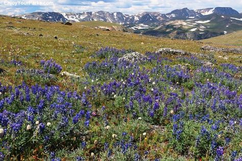 Wildflowers on the Beartooth scenic byway located between Red Lodge and Cooke City, MT. Beartooth Highway, Scenic Byway, Glacier National Park, Scenic Drive, Wyoming, Montana, Wild Flowers, National Parks, Natural Landmarks