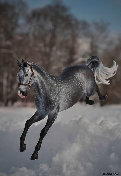 Bryer Horses, Barrel Racing Saddles, Horse Show Clothes, Barrel Racing Horses, Horse Inspiration, Australian Shepherd Dogs, Most Beautiful Horses, Grey Horse, Custom Horse