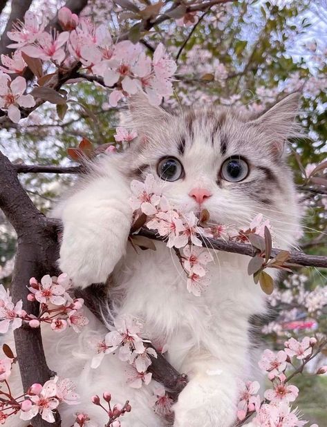 Persian Cat Wallpaper Gatos, Image Chat, Cat Themed Gifts, Cat Flowers, Cute Cat Wallpaper, Cute Cats Photos, Cat Photography, Cat Decor, Cat Aesthetic