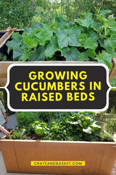 However, you need to have good knowledge of how to go about it, the pros and cons, and the factors involved in the maintenance of raised bed cucumbers. Cucumbers are fresh vegetables consumed either raw as salads or cooked. There have been arguments on whether cucumber is a fruit or a vegetable but most research works term it as a vegetable. Growing cucumbers in raised beds is done mostly when there is limited space in the garden. #inareaisedbed #tipsfor #gardeningtips #crateandbasket Cucumber Garden Bed, How To Grow Cucumbers In A Raised Bed, Cucumber Raised Garden Bed, Trellis For Cucumbers Raised Beds, Planting Cucumbers Raised Beds, Growing Cucumbers In A Raised Bed, Cucumber Trellis Raised Bed, Cucumbers In Garden, 4x4 Raised Garden Bed