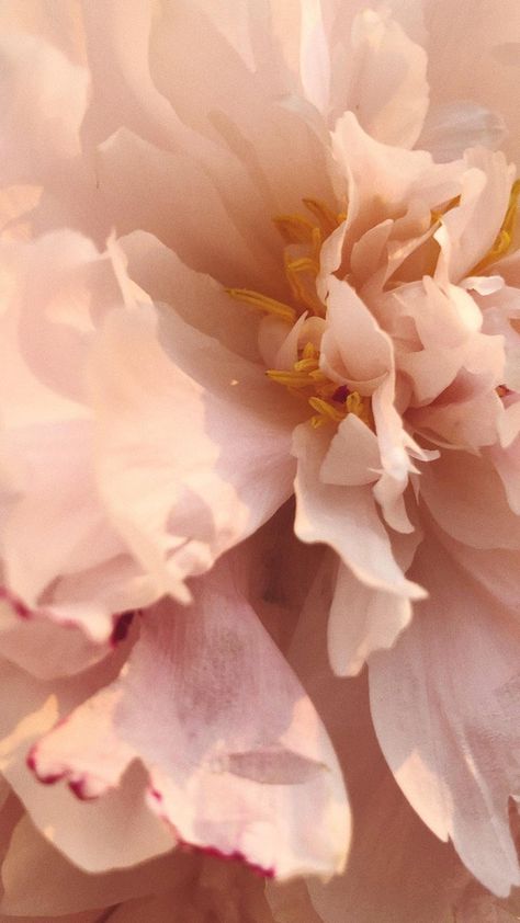 Sheer Aesthetic, 背景 シンプル, Flowers Wallpaper, Flower Phone Wallpaper, Aesthetic Images, Aesthetic Backgrounds, Flowers Photography, Floral Wallpaper, Pretty Flowers