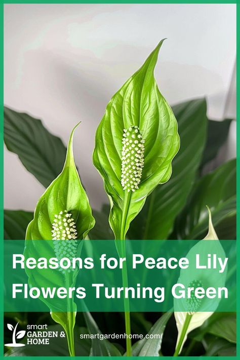 Discover why your lovely Peace Lily flowers turn green!  It's a natural part of its life cycle - nothing to worry about!  Learn more about caring for your plant to keep those blooms vibrant and beautiful! Peace Lily Flower, Peace Lily Care, Peace Lillies, Lily Care, Lily Plant, Peace Lily Plant, Houseplant Care, Lilly Flower, Plant Care Houseplant