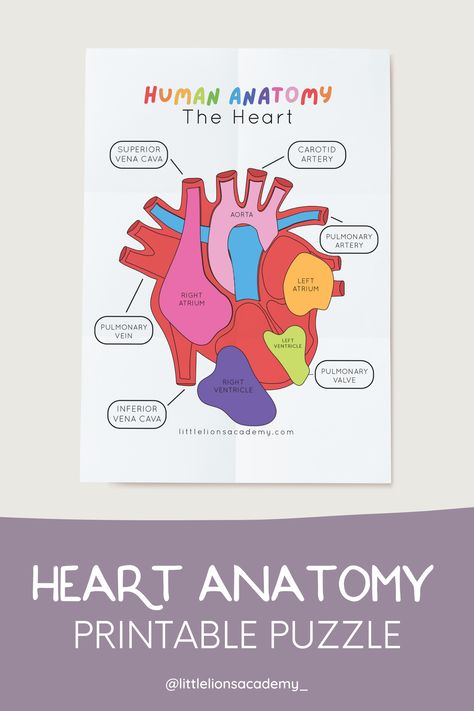 Introduce your little learner to the human heart with our printable human heart puzzle. Learn the different parts of the heart and where they go. | human anatomy for kids | preschool science printables Anatomy For Kids, Body Systems Project, Human Heart Anatomy, Science Printables, Homeschool Science Curriculum, Nurse Party, Teacher Vibes, Christian Homeschool, The Human Heart