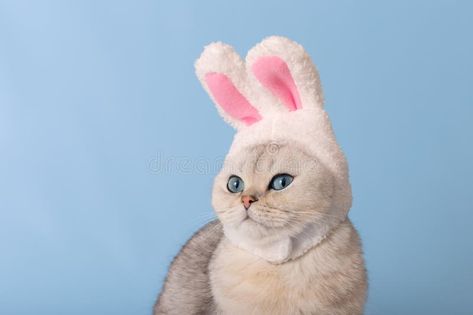 Close up of cute white cat in hat with bunny ears on blue background royalty free stock photo Hat With Bunny Ears, Cute White Cat, Cat Hat, Bunny Ears, Bunny Ear, White Cat, Blue Background, Blue Backgrounds, Close Up