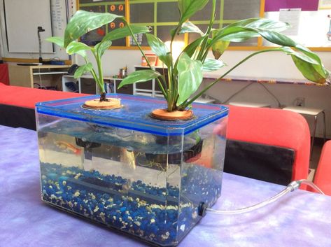 Easy Classroom Pets, Best Classroom Pets, Classroom Pets Real, Classroom Pet Ideas, Nurture Room, Classroom Grants, Agriculture Classroom, Class Pets, Math Wizard