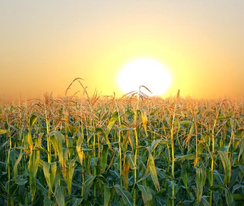 Wizard Oz, Corn Field, Summer Scenes, Evening Sunset, Field Of Dreams, Picnic Time, Wallpaper Gallery, Down On The Farm, Iphone Background Wallpaper