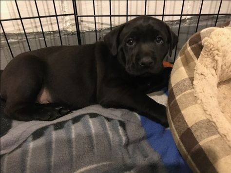 Litter of 3 Boxador puppies for sale in DES MOINES, IA. ADN-52077 on PuppyFinder.com Gender: Male(s) and Female(s). Age: 7 Weeks Old Boxador Puppies, Litter Of Puppies, 2 Months Old, Des Moines Iowa, Des Moines, 2 Months, Puppies For Sale, Iowa, Labrador Retriever