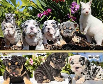 Mini English Bulldog (Shrink-a-bull) Merle English Bulldog, Miniature English Bulldog, Miniature Bulldog, English Bulldog For Sale, Blue Bulldog, Cute Bulldog Puppies, Baby Pugs, Bulldog Puppies For Sale, Dog Pics