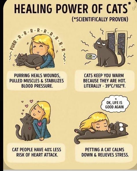 Cat Language, Cat People, Cat Facts, Cat Quotes, Cat Care, Cats Meow, Crazy Cat Lady, Beautiful Cats, Cat Life