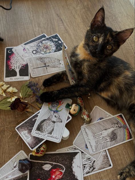 Cat, tarot cards, crystal, knife, magic, witch, familiar, dark academia Cat Familiar Art, Witch Aesthetic Tarot, Terro Cards, Witch And Familiar, Dark Tarot Cards, Cat Tarot Cards, Aesthetic 2025, Esoteric Aesthetic, Witch Familiar