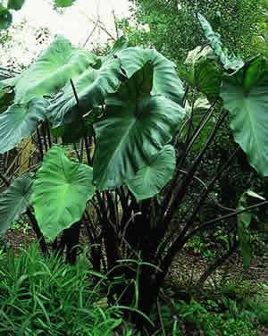 Colocasia Fontanesii - Hardy Tropicals UK Foliage Reference, Tropical Plants Uk, Subtropical Garden, Tropical Planting, Tiki Garden, Small Tropical Gardens, Fern Garden, Shade Gardening, Jungle Plants