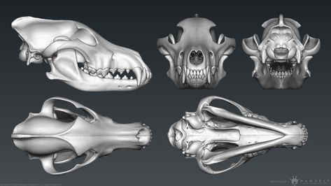 Skull Angles, Canine Skull, Dog Skull, Skull Anatomy, Skull Reference, Skull Model, Skull Sculpture, Wolf Skull, Dog Anatomy