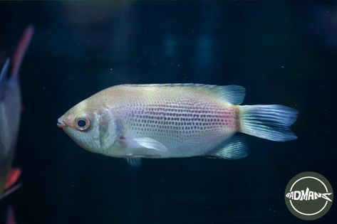 This post explores the reasons behind Kissing Gouramis turning black, addressing concerns around environmental stressors, health problems, and natural aging. Discover insights and practical steps to resolve these issues, ensuring the vibrancy and health of your aquatic pets. Dive into understanding why your Kissing Gourami might exhibit such color changes and maintain their flourishing condition. Kissing Gourami, Fish Healthy, Aquatic Pets, Health Equipment, Water Movement, All Fish, Natural Aging, Hiding Spots, Plant Health