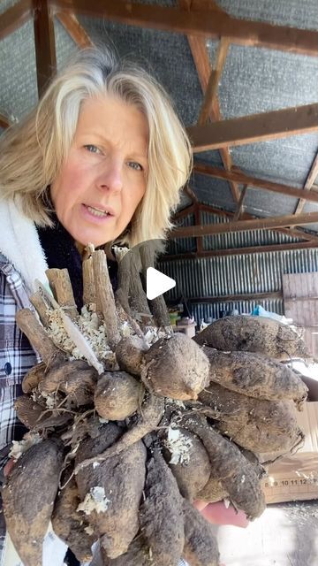 Justdahlias - Philippa on Instagram: "March 24th 2024 
Breaking open the tuber storage boxes….
🌱
#justdried #driedflowers #justdahlias #naturallydried #dahliaseason #wholesalebritishflowers #naturallydriedflowers #naturesartwork #dahlia #grownnotflown #nodyes #dahlias #dahliaexpert #growdahlias #dryflowers #justgrow #gardeningtips #howtogrowdahlias #flowersfromthefarm #drieddahlias #seasonalflowers #dryweddingflowers #wholesaledriedflowers #sustainablefloristry #dahliasofinstagram #driedweddingflowers #fieldromance" Dahlia Tuber Storage, Growing Dahlias, British Flowers, Seasonal Flowers, Gardening Tips, Dahlia, Storage Boxes, Dried Flowers, Wedding Flowers