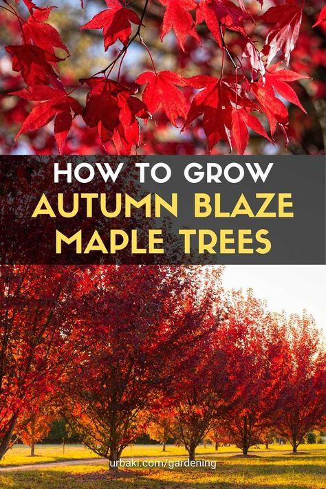 Burning fall maples feature beautiful fall foliage and a well-formed shape, making them an ideal choice for large area landscaping. The fall maple is a hybrid of red maple and silver maple, both native to North America. Their branching pattern is dense and ascending, and they have a rounded or oval crown. Maturity comes quickly for fall maple - they can grow up to two feet per year under the right conditions. In autumn, its leaves turn a bright reddish-orange hue. Maple Trees, Best Trees For Fall Foliage, Red Maple Tree Landscaping, Chinese Maple Tree, Amur Maple Tree, Crimson Maple Tree, Autumn Blaze Maple Tree, Sun Valley Red Maple Tree, Maple Tree Landscape