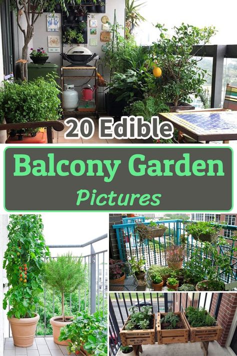 Mini Patio Garden, Growing Food In Small Spaces, Garden On A Balcony, Balcony Vegetable Garden Ideas Apartment, Herbs Garden Balcony, Garden On The Balcony, Herb Garden Small Patio, Growing Vegetables On Balcony, Gardening For Apartments