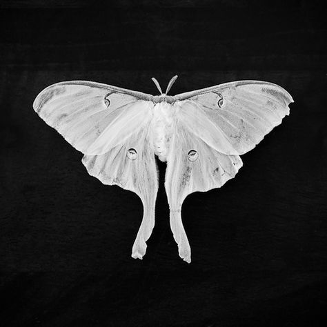 White Moth, A Tattoo, Moth, Banners, White, Black