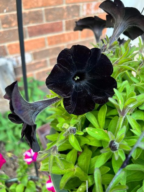 Black Petunia: All you need to know about the beautiful Black plant Petunias From Seed, Growing Petunias, Petunia Care, Petunia Seeds, Whimsy Garden, Black Petunias, Black Plants, Petunia Plant, Petunia Flower