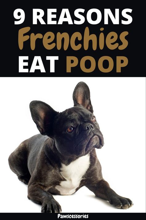 In this post you’ll discover: 9 real reasons why french bulldogs eat their own, as well as other animals, poop When their poop eating is something to be concerned about 5 tips to help reduce, or completely stop, a frenchies poop eating (sometimes tip #3 is the only way to kick the habit) And much, much more. New Puppy Checklist, Puppy Checklist, Toy Bulldog, French Bulldog Facts, Hip Injuries, French Bulldog Funny, Frenchie Mom, Frenchie Bulldog, Frenchie Puppy