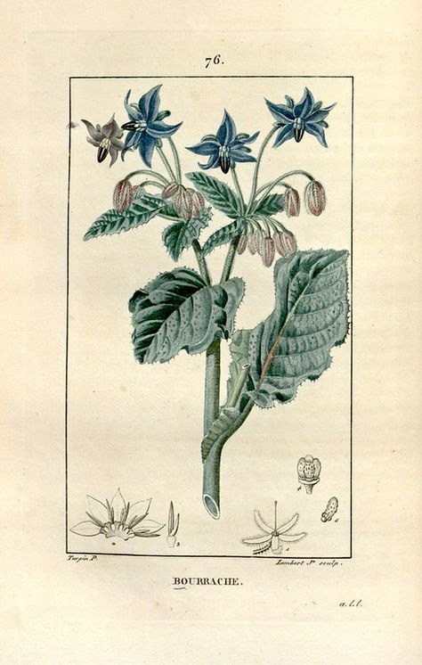 Borage, Bourrache (1829) | Borago officinalis Chaumeton, F.P… | Flickr Orchid Illustration, Herb Art, Garden Painting, Nature Tattoos, Botanical Drawings, Sketch Painting, Old Book, Nature Illustration, Botanical Flowers