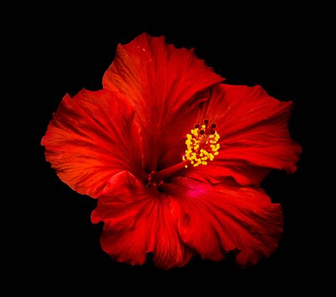 Propagate Hibiscus, Red Flower Design, Red Hibiscus Flower, Flowers Black Background, Red Things, Red Icons, Flower Icons, Flower Nail Designs, Nothing But Flowers