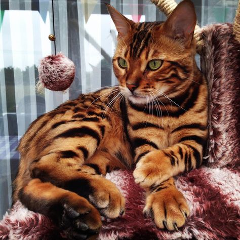 Gato Bengali, Bengal Cat Kitten, Toyger Cat, Bengal Kittens For Sale, Domestic Cat Breeds, Tiger Cat, Spotted Cat, Bengal Kitten, Bengal Cats