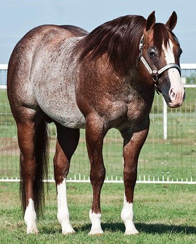 Shine on line 2006 AQHA Stallion  Son of Shining spark 5 panel N/N Aqha Stallion, Quarter Horse Stallion, Aqha Horses, Stallion Horses, Reining Horses, Horse Pics, Quarter Horses, American Quarter Horse, Most Beautiful Horses