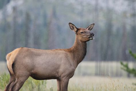 As Female Elk Age They Learn to Evade Hunters Female Elk, Cow Elk, Female Deer, Bull Elk, Elk Hunting, Large Animals, Yellowstone National Park, Wildlife Art, Big Game