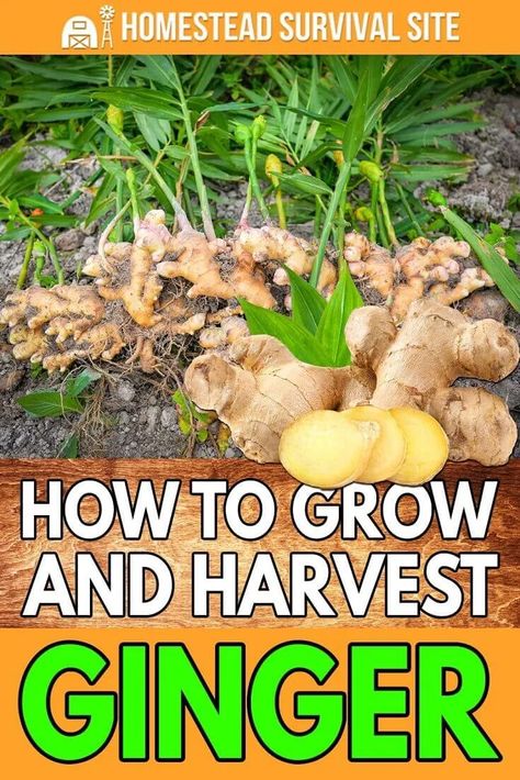 Harvesting Ginger Root, Ginger Growing, Growing Ginger Indoors, Hammock Area, Grow Turmeric, Store Vegetables, Herbs Growing, Vege Garden, Food Foraging