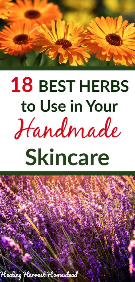 Here is the best list of easy to find herbs to use to make your handmade soaps, salves, and body care products! All about each herb and why it is useful in your homemade skin care products. How to use herbs for your natural health and body. Homemade Skincare Products, Homemade Skin Care Products, Homemade Skincare, Herbal Skin Care, Herbal Salves, Handmade Skincare, Body Care Products, Infused Oils, Herbal Oil