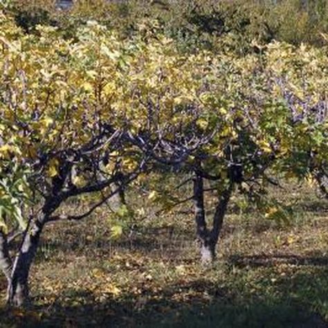 Fig trees growing in an orchard in autumn. Fig Orchard, Fig Wasp, Fig Bush, Identifying Trees, Fig Varieties, Straw Mulch, Ficus Carica, Fig Trees, Green Fig