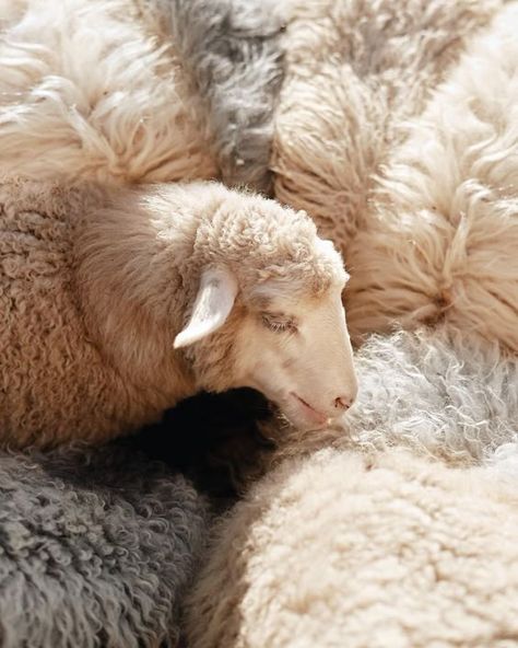 Sheeps Aestethic, Shepherdess Aesthetic, Sheep Photoshoot, District 10 Aesthetic, Tattoo Sheep, Shepard Aesthetic, Craft Sheep, Sheep Aesthetic, Lamb Aesthetic