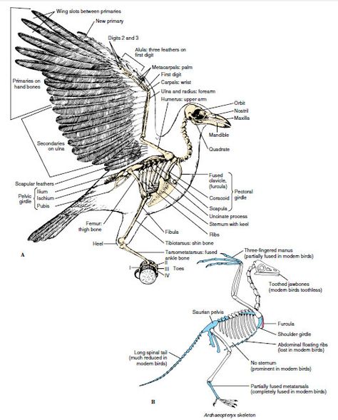 my next work involves a murder Raven Anatomy, Crow Anatomy, Owl Anatomy, Avian Anatomy, Skeletal Anatomy, Bird Anatomy, Bird Skeleton, Crows Drawing, Aigle Royal