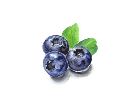 Watercolor Blueberries, Hatch Drawing, Professional Watercolor, Watercolor Paintings For Beginners, Watercolor Fruit, Free Printable Art, Watercolor Sketchbook, Nature Drawing, 수채화 그림