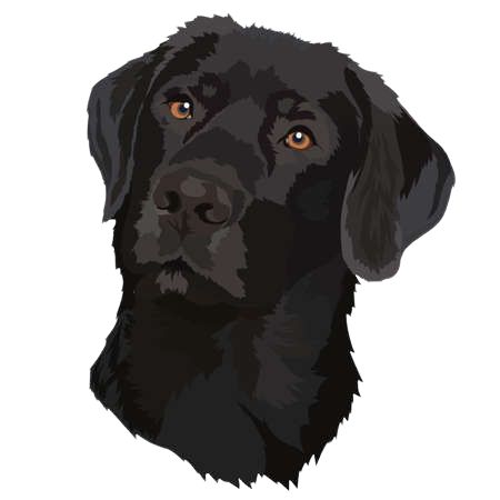 Black Labrador Cartoon, Black Labrador Illustration, Black Dog Drawing, Labrador Retriever Drawing, Labrador Illustration, Black Lab Art, Dog Walking Logo, Labrador Nero, Golden Retriever Painting