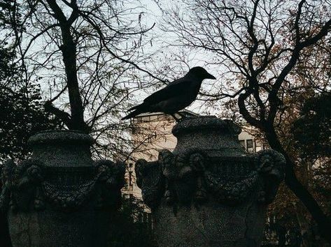 Southern Gothic Aesthetic, Gothic Academia, Castle Scotland, Kaz Brekker, Haunted Castle, Black Birds, Under Your Spell, Crows Ravens, American Gothic