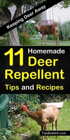 Homemade Deer Repellant, Deer Repellent, Repellent Diy, Deer Deterent, Deer Resistant Garden, Deer Repellant, Deer Proof, Trees Photography, Deer Fence