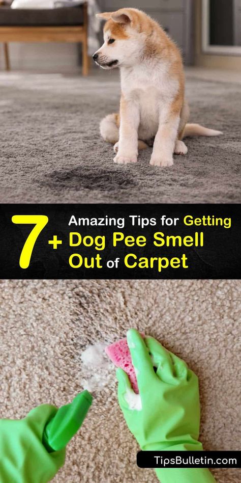 Natural Dog Pee Cleaner, Cleaning Pet Urine From Carpet, Steam Cleaner Solution Diy Pet Urine, Natural Dog Pee Repellent, Get Pet Urine Smell Out Of Carpet, Pet Stain Carpet Cleaning Solution, Diy Pet Stain And Odor Remover, How To Clean Dog Urine From Carpet, How To Take Dog Pee Smell Out Of Carpet