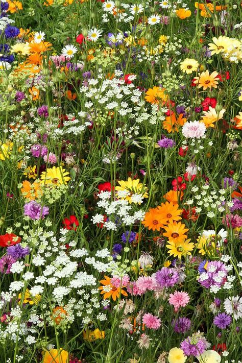 Ftd Flowers, Garden Retreat, Simple Garden, Wild Flower Meadow, Meadow Garden, Nothing But Flowers, Wildflower Garden, Meadow Flowers, Lush Garden