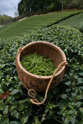 Tea Japanese, Remedies For Glowing Skin, Tea Farm, Pu Erh, Yunnan China, Tea Plant, Tea Estate, Green Tea Benefits, Avocado Smoothie