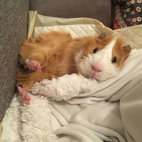 Guniea Pig Aesthetic Cage, Guniea Pigs Cute, Guinea Pigs Funny, Silly Guinea Pigs, Long Hair Guinea Pigs, Guineapig Cute, Baby Guinea Pigs, Pet Guinea Pigs, Guinea Pig Care