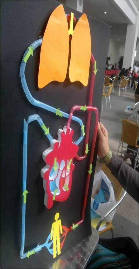 Circulatory System Projects, Human Body Projects, Human Body Activities, Biology Projects, Biology Classroom, Teaching Biology, Science Projects For Kids, Human Body Systems, Fair Projects