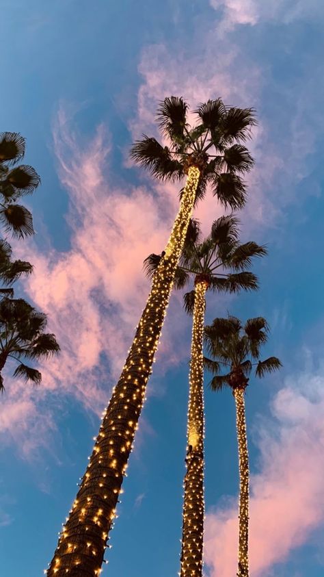 Xmas palms @connorfranta Palm Tree Christmas Lights, Florida Wallpaper, Palm Tree Christmas, Tree Wallpaper Iphone, Christmas Palm Tree, Palm Trees Wallpaper, Pee Pee, Florida Christmas, Snow Falls