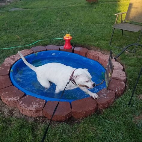 Backyard Dog Obstacle Course, Dog Pools Backyard, Outside Puppy Area, Fun Dog Backyard Ideas, Backyard Dog Activities, Pet Pool Ideas, Dog Outside Area Backyard Ideas, Cooling Area For Dogs Outside, Diy Dog Pin Outdoor